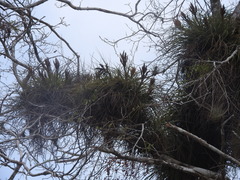 Tillandsia fasciculata