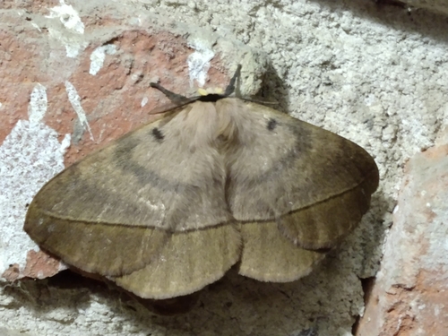 Preptos oropus