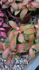 Fittonia albivenis