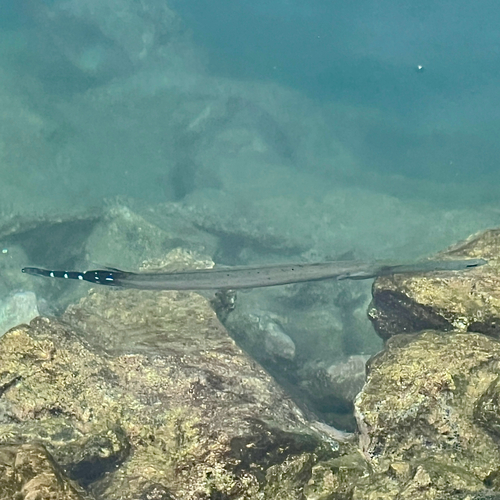 Aulostomus strigosus