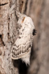 Apotolype brevicrista