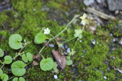 Androsace umbellata