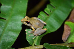 Pristimantis factiosus