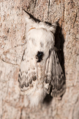 Apotolype brevicrista