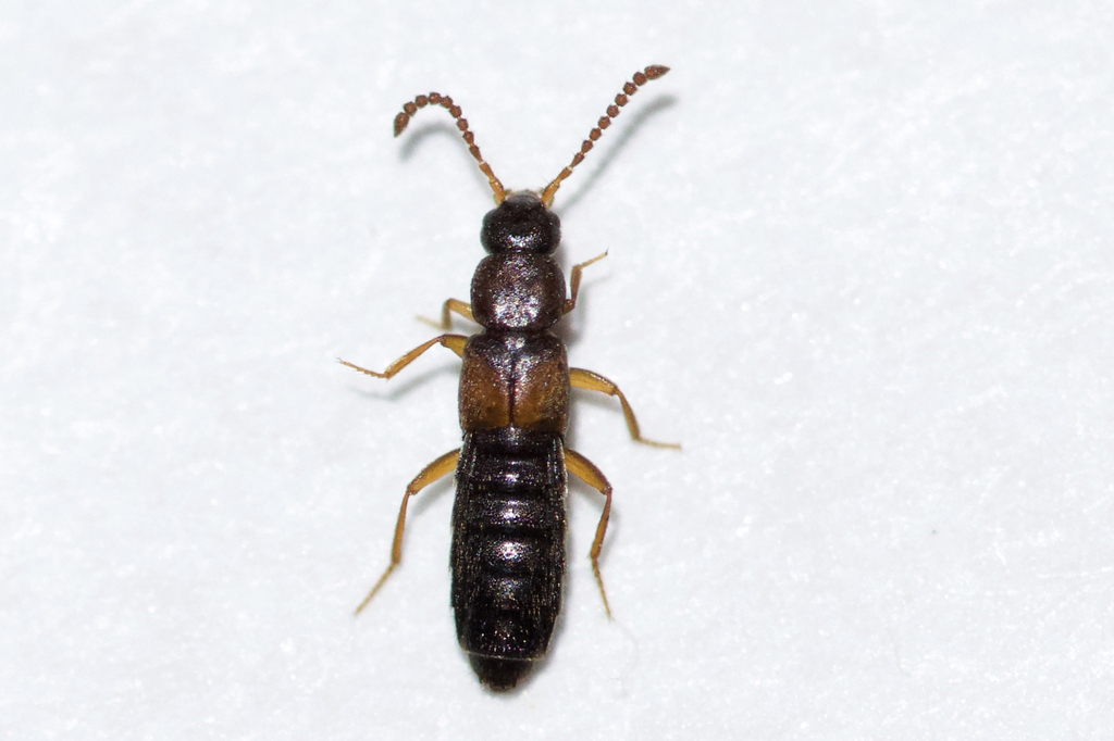 Staphylinid beetle