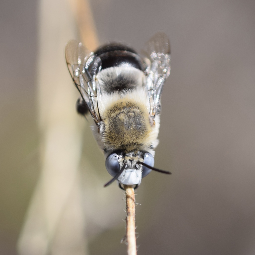 Anthophora centriformis