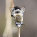 Anthophora centriformis - Photo (c) Chris Evers, some rights reserved (CC BY-NC), uploaded by Chris Evers