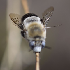 Anthophora centriformis