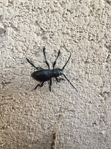 Giant Cactus Longhorn Beetle photo 5