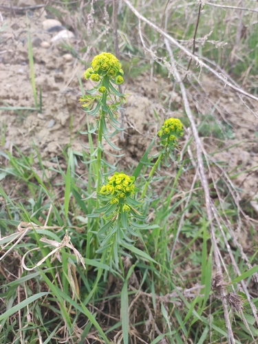 cypress spurge