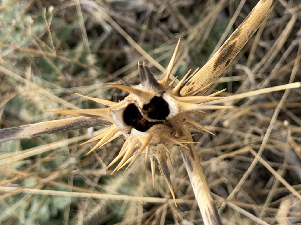 Datura quercifolia; photograph (c) Ian McFaul, some rights reserved (CC BY)