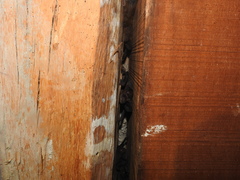 Nyctinomops laticaudatus