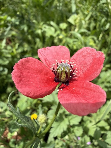 rough poppy