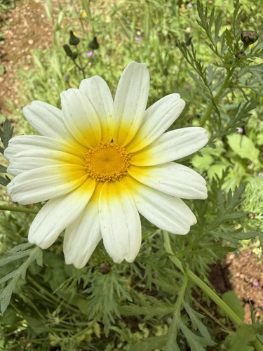 Township Daisy