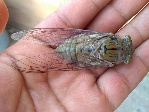Giant Cicada (Quesada gigas)