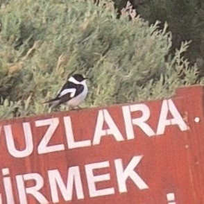 Collared Flycatcher (Ficedula albicollis), photo 2