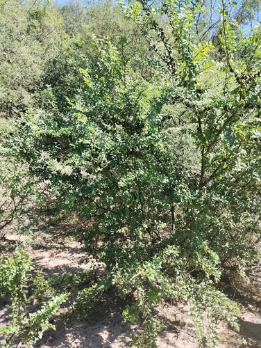 Bulnesia foliosa (Bulnesia foliosa)