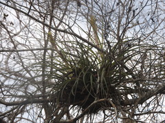 Tillandsia balbisiana