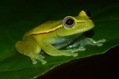 Polka-Dot Treefrog photo 4