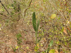 Opuntia karwinskiana