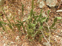 Opuntia karwinskiana
