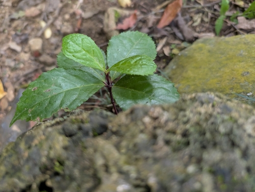 Chloranthus henryi observed 2026-04-12