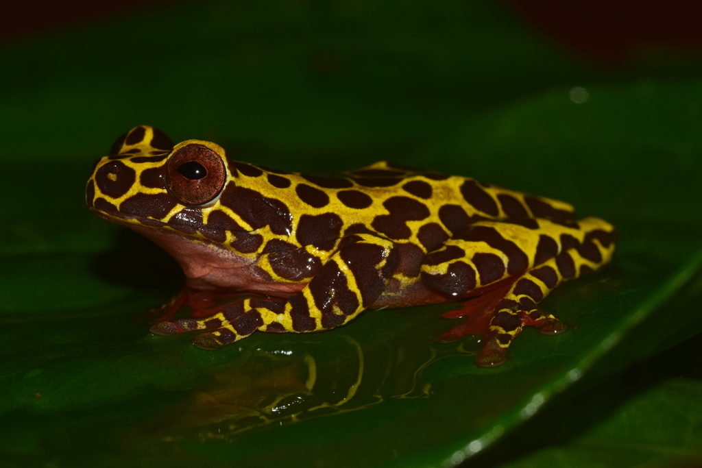Variable Clown Tree Frog