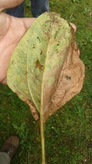 Smallanthus pyramidalis