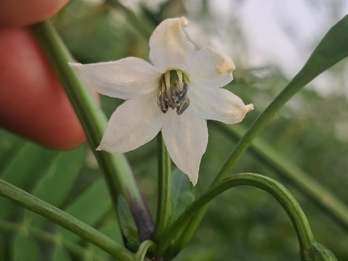 chili pepper