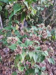 Guardiola tulocarpus