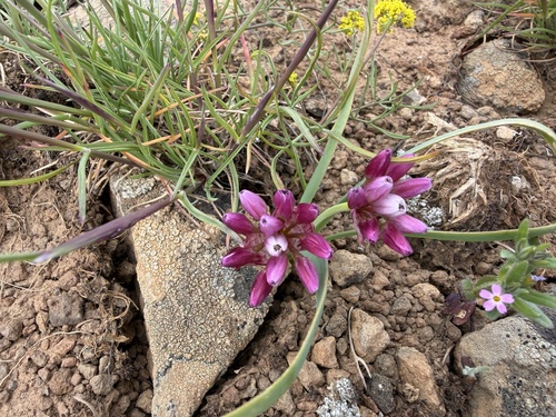 Allium scilloides, photograph 6