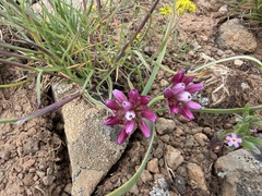Allium scilloides, photograph (c) James H. Thomas, some rights reserved (CC BY)