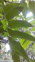 Senna viarum