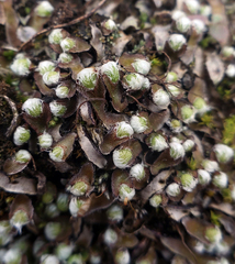 Mannia fragrans