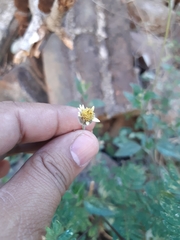 Tridax procumbens
