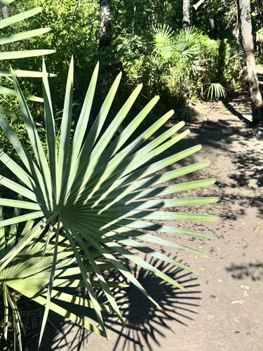 Caranday Palm