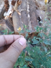 Tridax procumbens