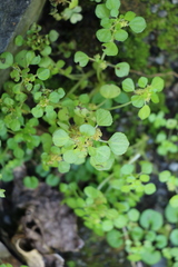 Pilea peploides major