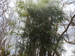 Chamaedorea seifrizii