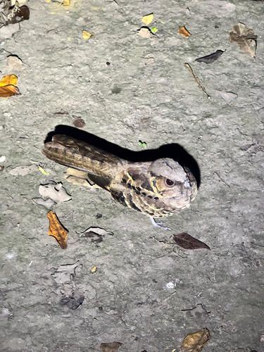 Common Pauraque