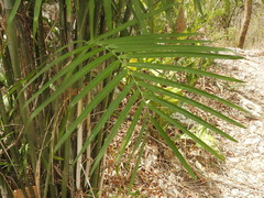 Chamaedorea seifrizii