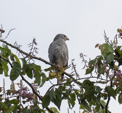 Lizard Buzzard
