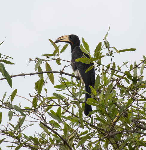 Congo Pied Hornbill