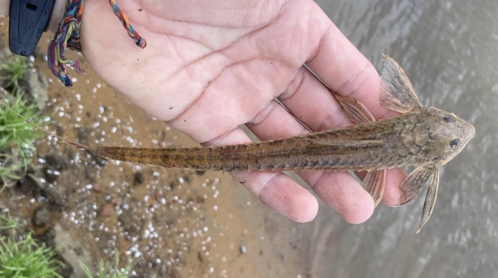Pantser-zuigmeerval (Loricaria cataphracta) — Loricariidae