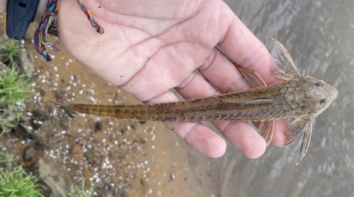 Whiptail catfish (Loricaria cataphracta) — Loricariidae