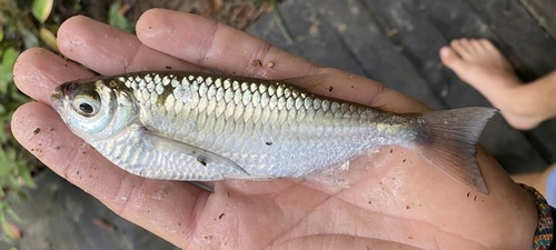 Keeled characin (Triportheus brachipomus) — Triportheidae — 3