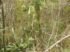 Opuntia karwinskiana