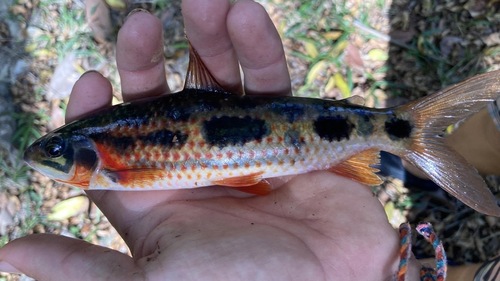 Nijssen's leporinus (Leporinus nijsseni) — Anostomidae — 2