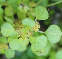 Pilea peploides major