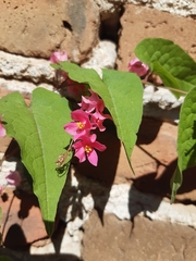 Antigonon leptopus